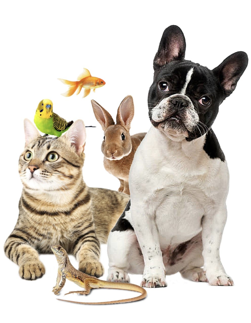 Accesorios para mascotas