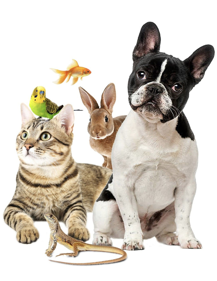 Accesorios para mascotas